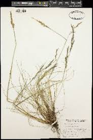 Image result for Festuca abyssinica
