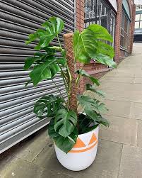 Cheese Plant Monstera With Moss Pole Available From The Shop And Webstore 65 00 Www Plantshopmanchester Com Plants House Plants Indoor Plant Life