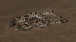 Image result for Triaspis lateriflora