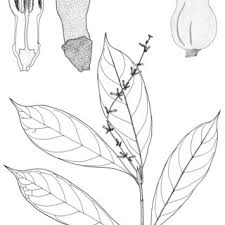 Image result for Bertiera angusiana