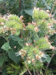 Image result for Phacelurus