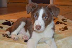 Brown Border Collie Puppy Dog Border Collie Puppies Collie Puppies Collie Puppies For Sale