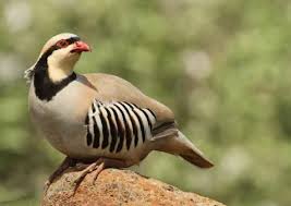 بالصور الشنار او الحجل من ابرز معالم الحياة البرية في فلسطين Bird Pet Birds Beautiful Birds