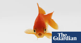 It's hard to say, but most common goldfish have the potential to reach up to 10 inches in length under ideal conditions. Carping On How Did A Small Pond Become Home To 10 000 Goldfish Wildlife The Guardian