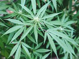 With the purchase of as little as 500 units, you can immediately begin the development of your own custom cbd tinctures. Does Cbd Get You High Understand The Difference Between Cbd And Thc