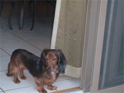 She is around 15 pounds and full of personality! Playful Paws Pet Care Rescue And Available Dogs Highland Il