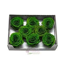 We did not find results for: Preserved Olive Emerald Green Roses Large 7cm Diameter Potomac Floral Wholesale
