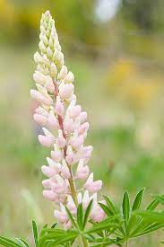 Soft Pink Lupine Pink Garden Amazing Flowers Moon Garden
