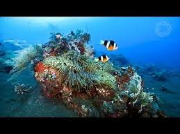 Video Marine Biology 101 Learn About Coral Growth Forms Water Clarity Reef Regeneration Marine Animals Marine Biology Sea Animals