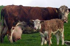 Nadis National Animal Disease Information Service