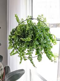 Too much of any plant may make a cat vomit. 16 Non Toxic Plants For Cats To Add To Your Houseplant Collection Now