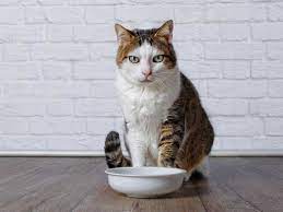 A Neighbour S Cat Keeps Stealing Our Cat Food Saga