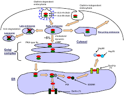 Image result for Ricin