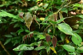 Image result for Rourea