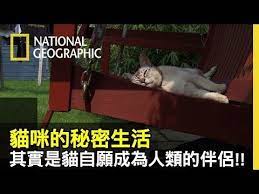 家中的貓咪趁你不在都在做甚麼嗎 透過定位系統真實直擊貓咪的秘密 寵物當家 真實版上演 貓咪的秘密生活 youtube national geographic dogs cats