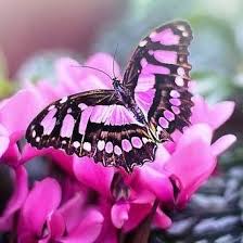 I love butterflies - About | Facebook
