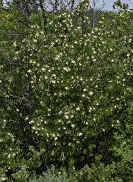 Image result for Dopatrium stachytarphetioides