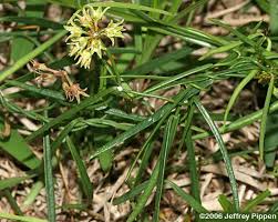 Image result for Cynanchum