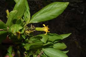 Image result for Aspilia ciliata