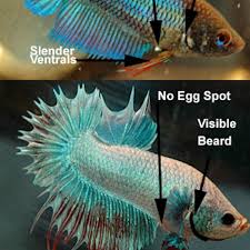 If you simply buy a male and female fish and drop them in the same tank, there's a good chance the male will kill the female. How To Determine The Gender Of A Betta Fish
