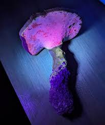 Image result for Ganoderma curtisii