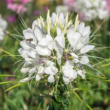 White Cleome Flower Seeds Spider Flower Seed