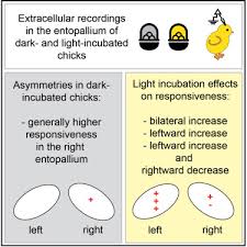 Image result for Yellow 1990 Thiele Inc