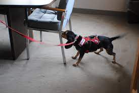 24,966 likes · 24 talking about this · 16 were here. The Nose Knows Bed Bugs Ehrlich S Debugged Blog