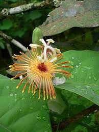 List Of Passiflora Species Wikipedia Passiflora Flowers Passion Flower
