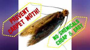 How to identify moths in carpets? How To Prevent Carpet Moth Larvae From Eating Your Carpet No Chemicals Cheap Easy Youtube