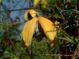 'orange peel' clematis, clematis tibetana ssp vernayi v vernayi, is a viorgorous deciduous vine that grows to 10 feet. Clematis Tibetana Var Vernayi Plant Lust