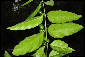 Image result for Canthium glaucum