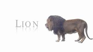 Discover what goes into an asl abc story, why they're important, and find videos. Animal Alphabet Animal Alphabet Animals Alphabet Songs