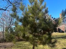 Image result for Pinaceae