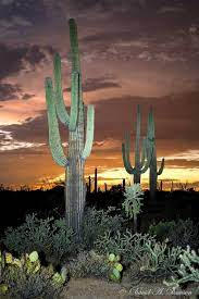 Cavities in saguaros are cut out by these birds the. Pin By Mario Battisti On Arizona Arizona Cactus Desert Landscaping Sonoran Desert