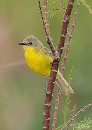 Doradito Pardo Birds Bird Birdy