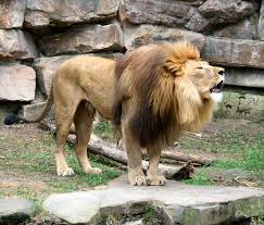 One Day I Will Work With These Animals African Lion Lions Animals Beautiful