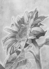 Find great offers online now! Drawing Realistic Pencil Sk H Drawing Realistic Sunflower Novocom Top