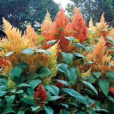 Image result for Amaranthus