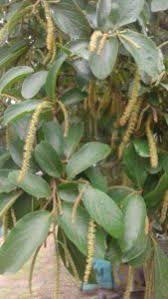 Image result for Antidesma venosum