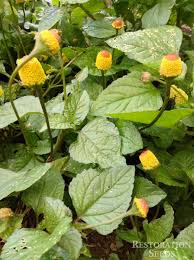 Image result for Spilanthes