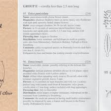 Image result for Erica pleiotricha