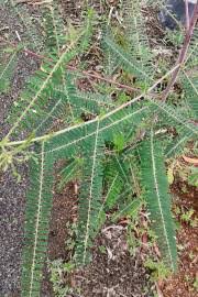 Image result for Sesbania brevipedunculata