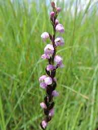 Image result for Brachycorythis buchananii