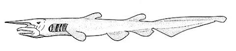 Includes some rare sharks like goblin, megamouth too. Mitsukurina Owstoni Discover Fishes
