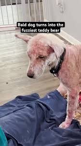 Bald Dog Turns Into The Fuzziest Teddy Bear l The Dodo | TikTok