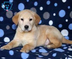 Platinum performance yellow lab puppy from yellow lab puppies for sale near me. Golden Labrador Goldador Puppies For Sale Puppy Adoption Keystone Puppies In 2021 Golden Labrador Puppies Yellow Lab Puppies Labrador Puppies For Sale
