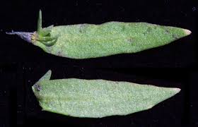 Image result for Lobelia chireensis