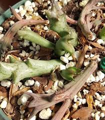 Image result for Orbea schweinfurthii