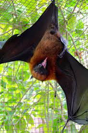 However, many are unaware that these animals can also be dangerous as pets. Owning A Pet Bat 3 Crazy Things You Need To Know The Furry Companion